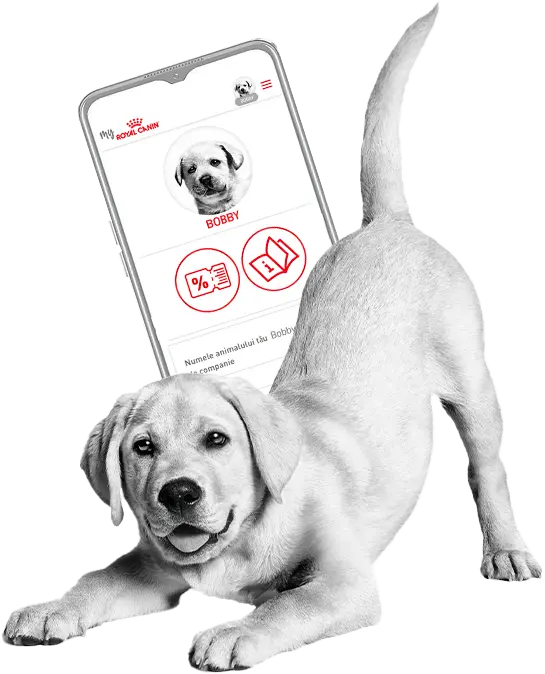 Royal Canin
